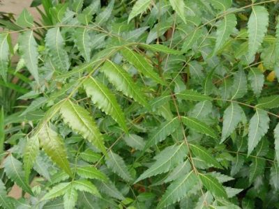 neem_tree_leaves_mokkie